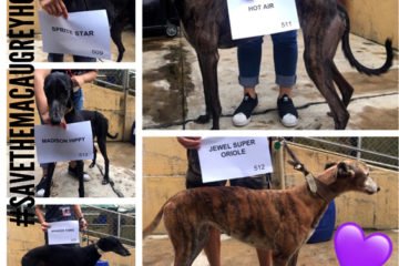 Save the Macau Greyhounds