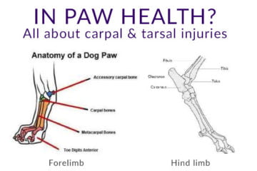 In paw health? Carpal & tarsal injuries