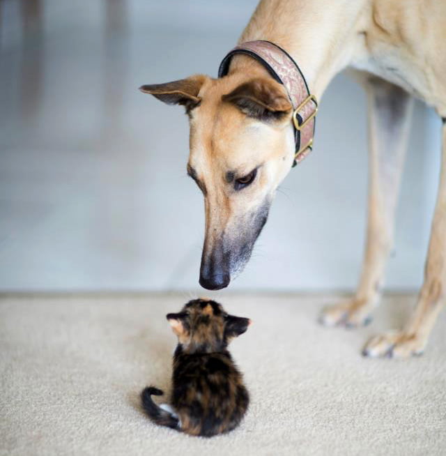 Greyhound and little kitten