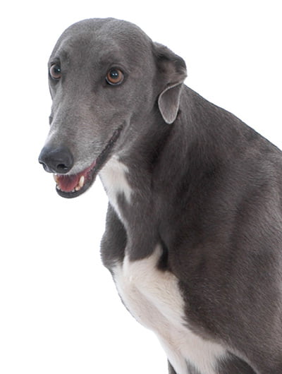 Zada Greyhound