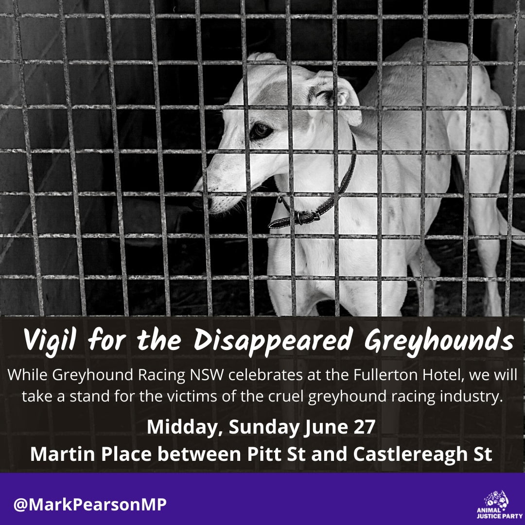 Greyhound Vigil Sydney