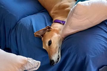 A letter to Future Greyhound converts