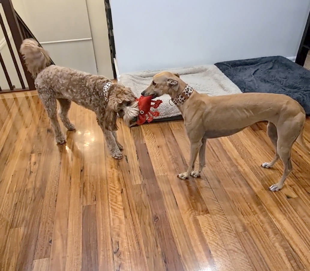 Teddy the groodle and Ellie tug of war