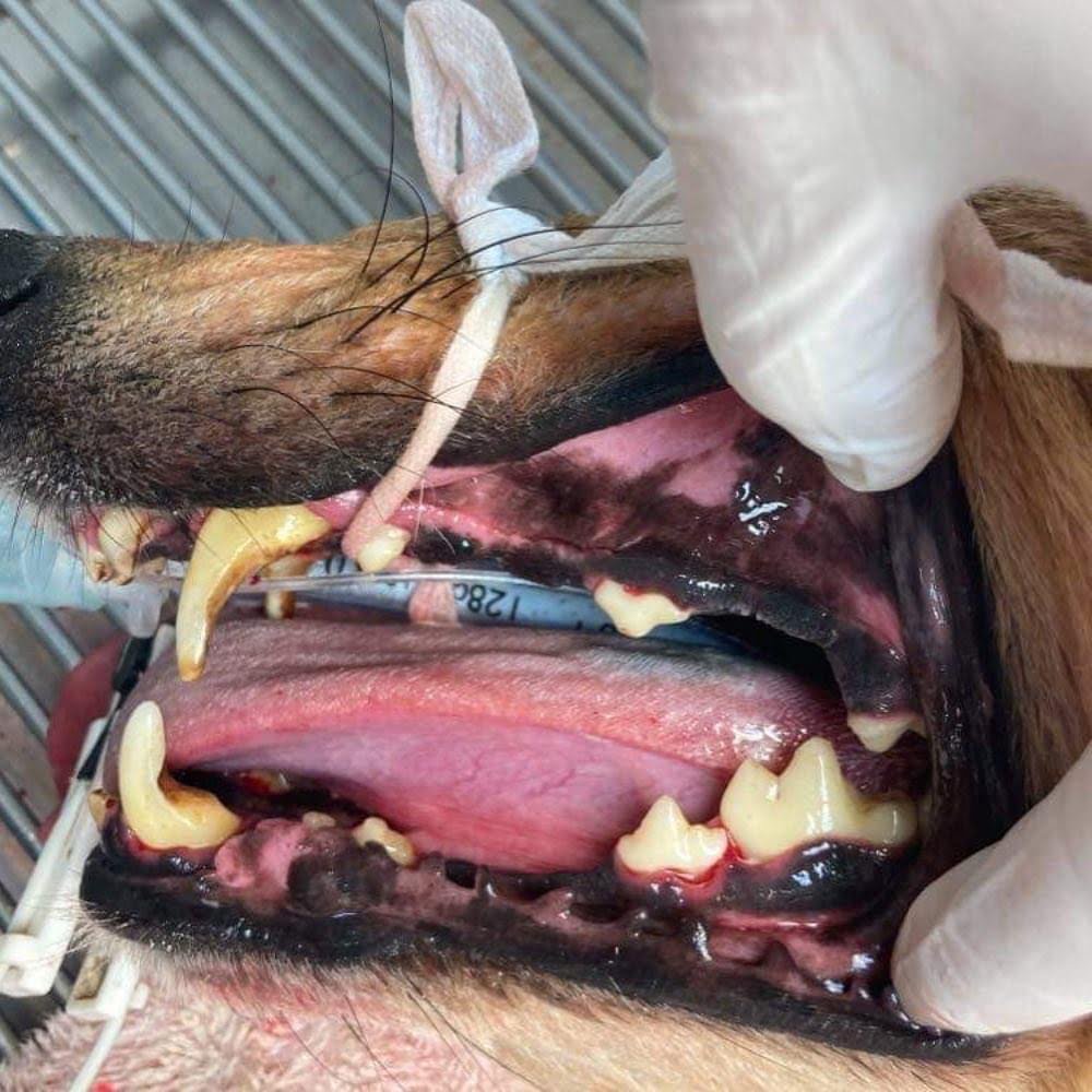 Greyhound dental care
