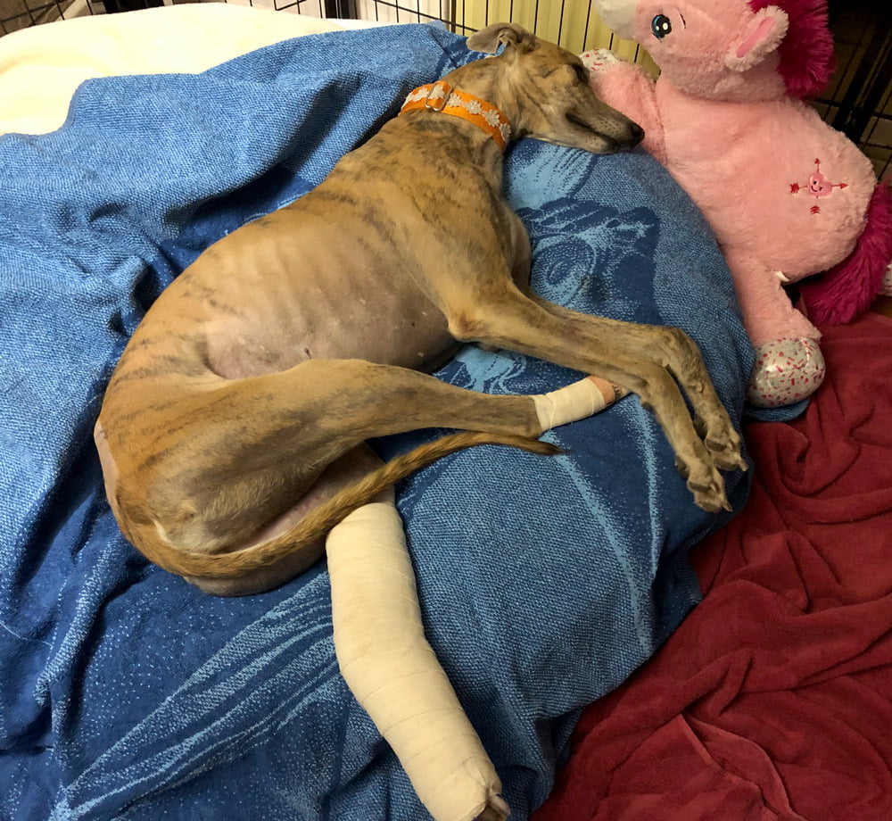Pippa the greyhound surgery recovery